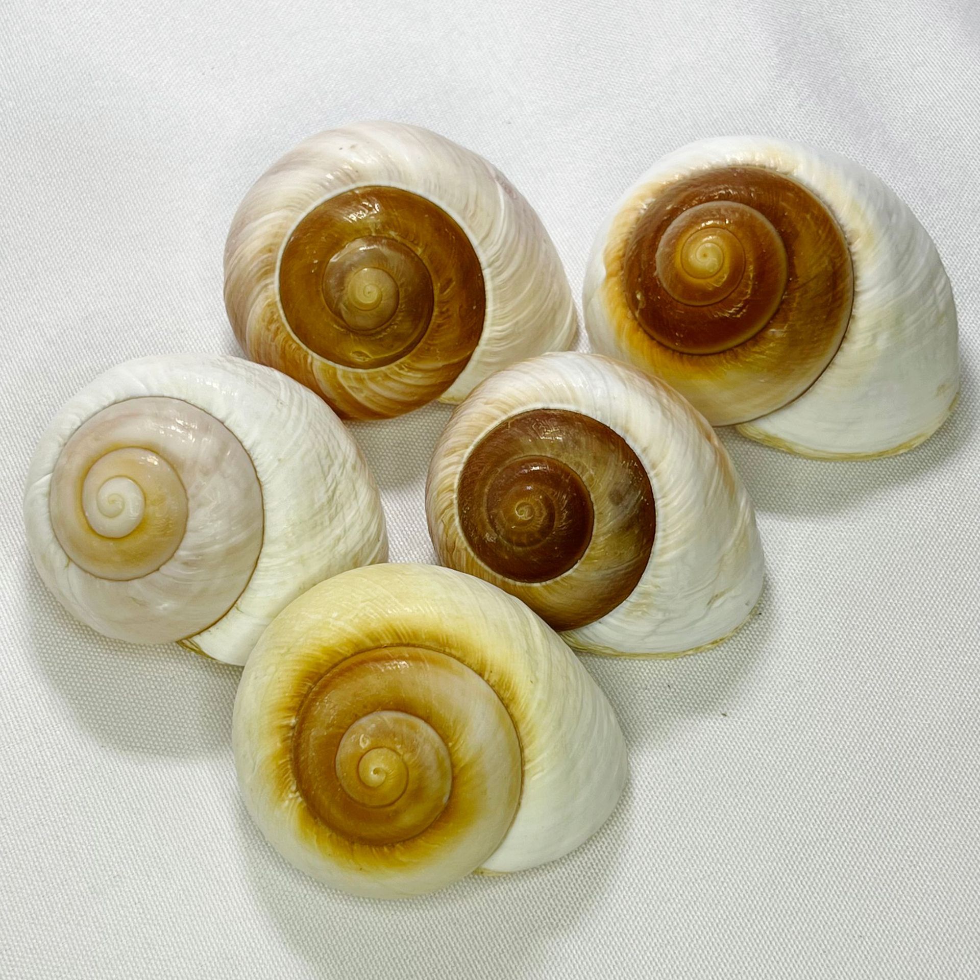 Marine Aquarium Decorations - Natural Bulla Shell - Bread Snail,