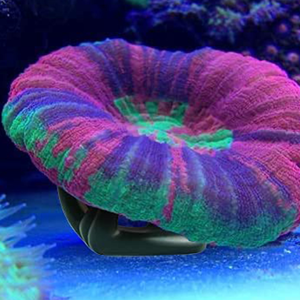 Coral Frag Plug - 5Pcs Coral Rack Base Aquarium Coral