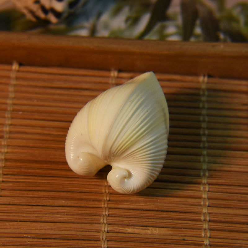 Marine Aquarium Decorations - Natural Cardium cardissa Shell - Heart