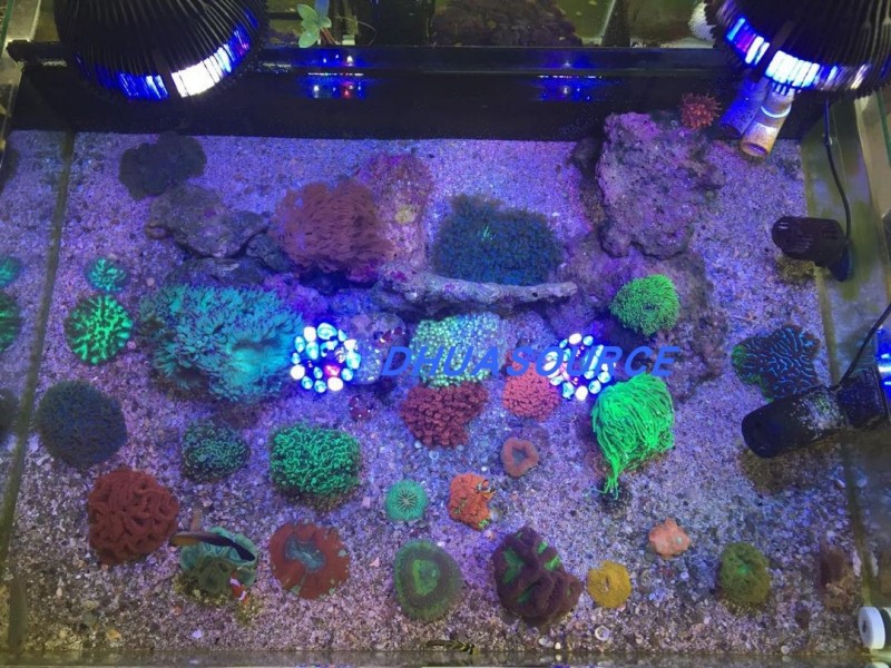 Full Spectrum LED Aquarium Ree - огляд і ціна Marine Aquarium Lamp