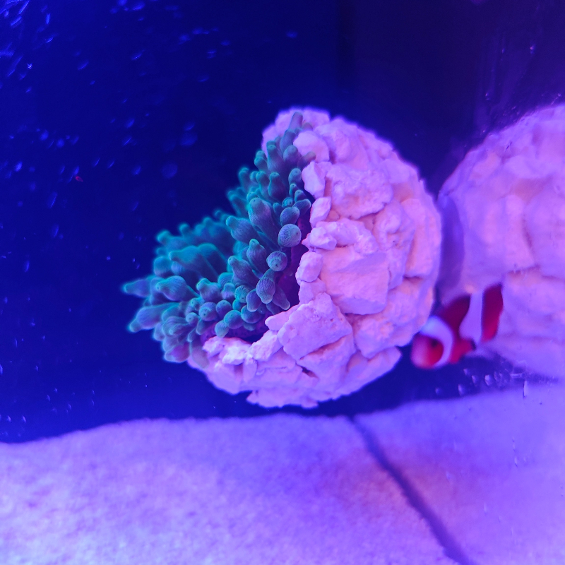 New DIY Handmade Floating Magn - огляд і ціна Coral Frag Plug