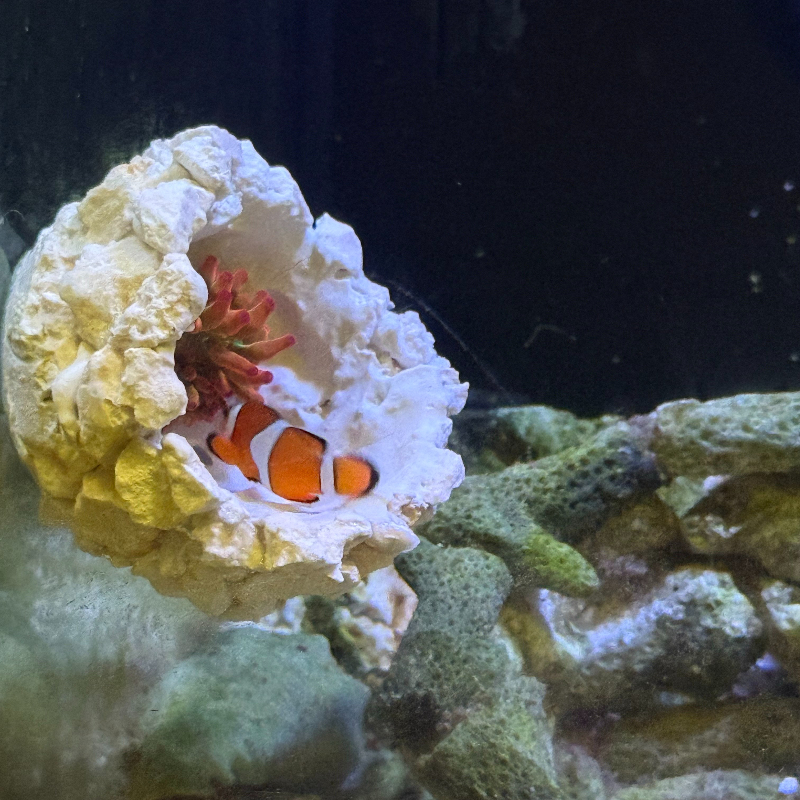 New DIY Handmade Floating Magn - огляд і ціна Coral Frag Plug