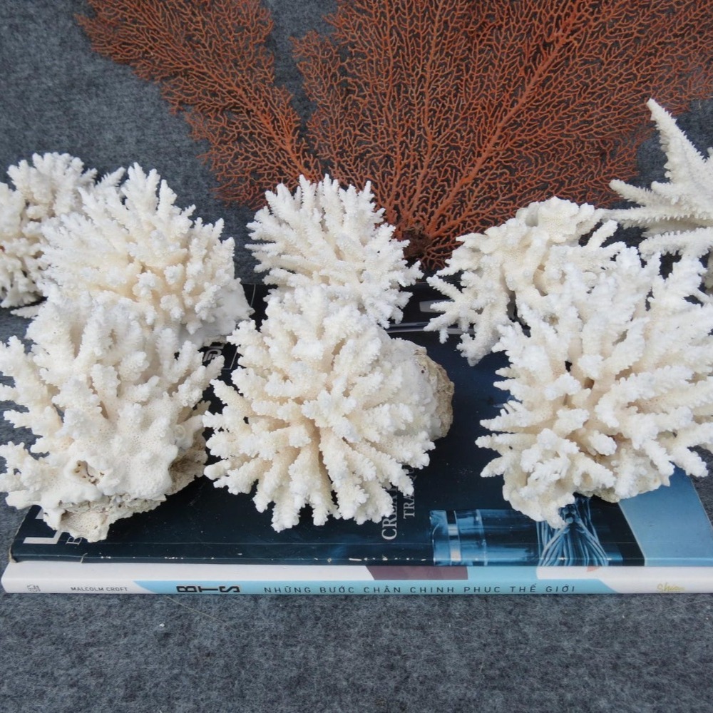 1pc Natural White Coral Cluste - огляд і ціна Marine Aquarium Decorations