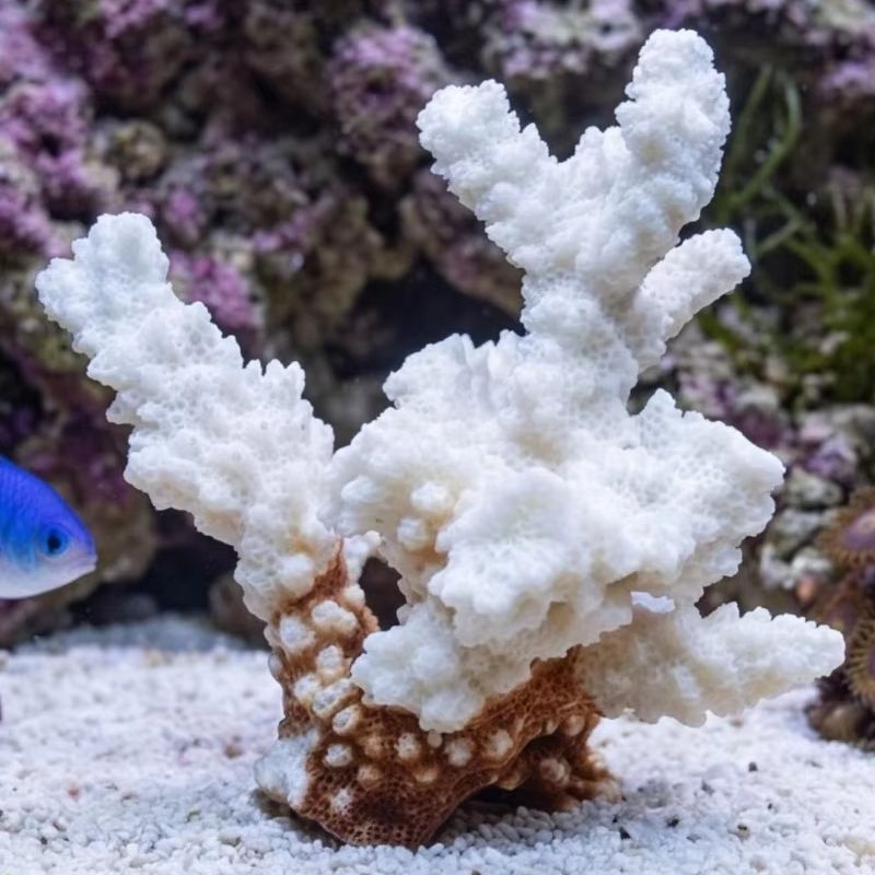 1pc Natural White Coral Cluste - огляд і ціна Marine Aquarium Decorations