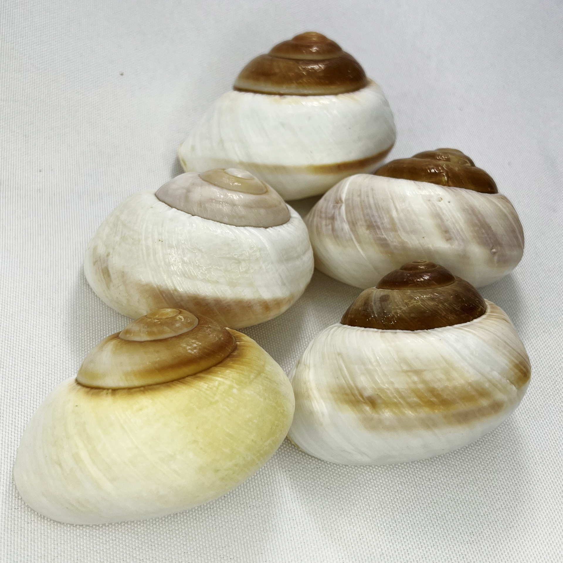Natural Bulla Shell - Bread Sn - огляд і ціна Marine Aquarium Decorations