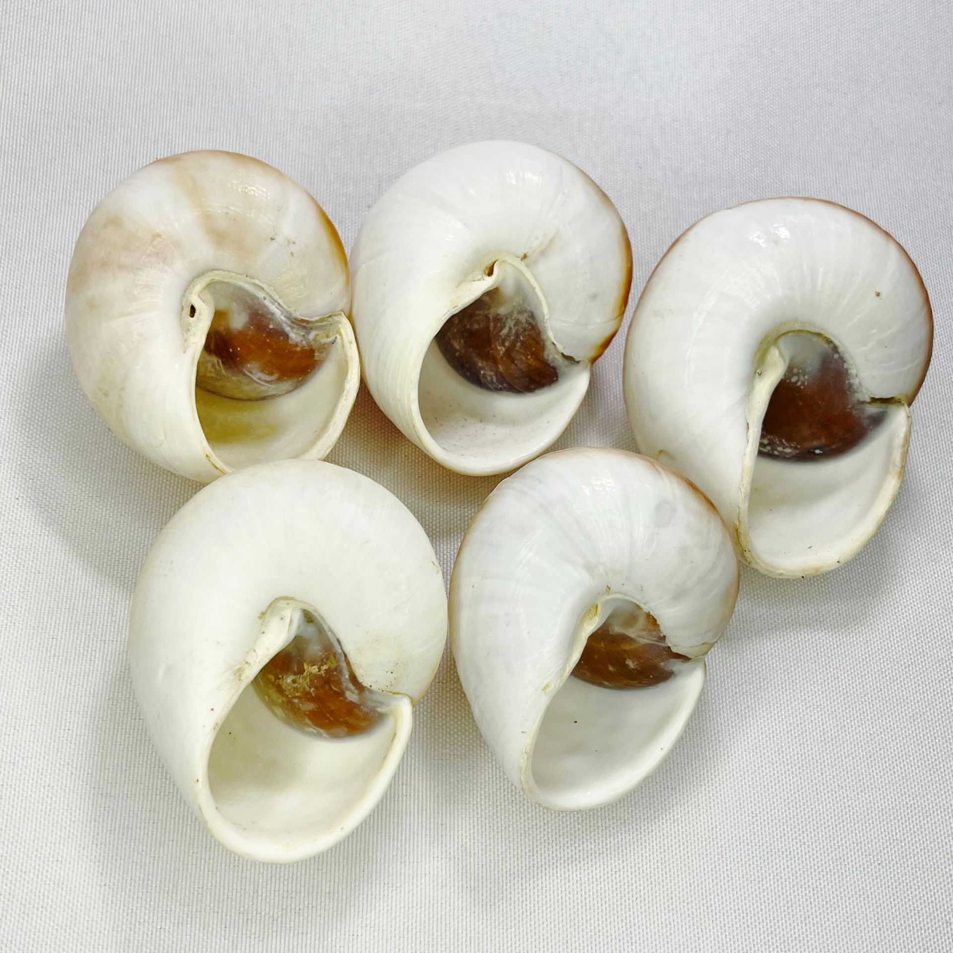 Natural Bulla Shell - Bread Sn - огляд і ціна Marine Aquarium Decorations
