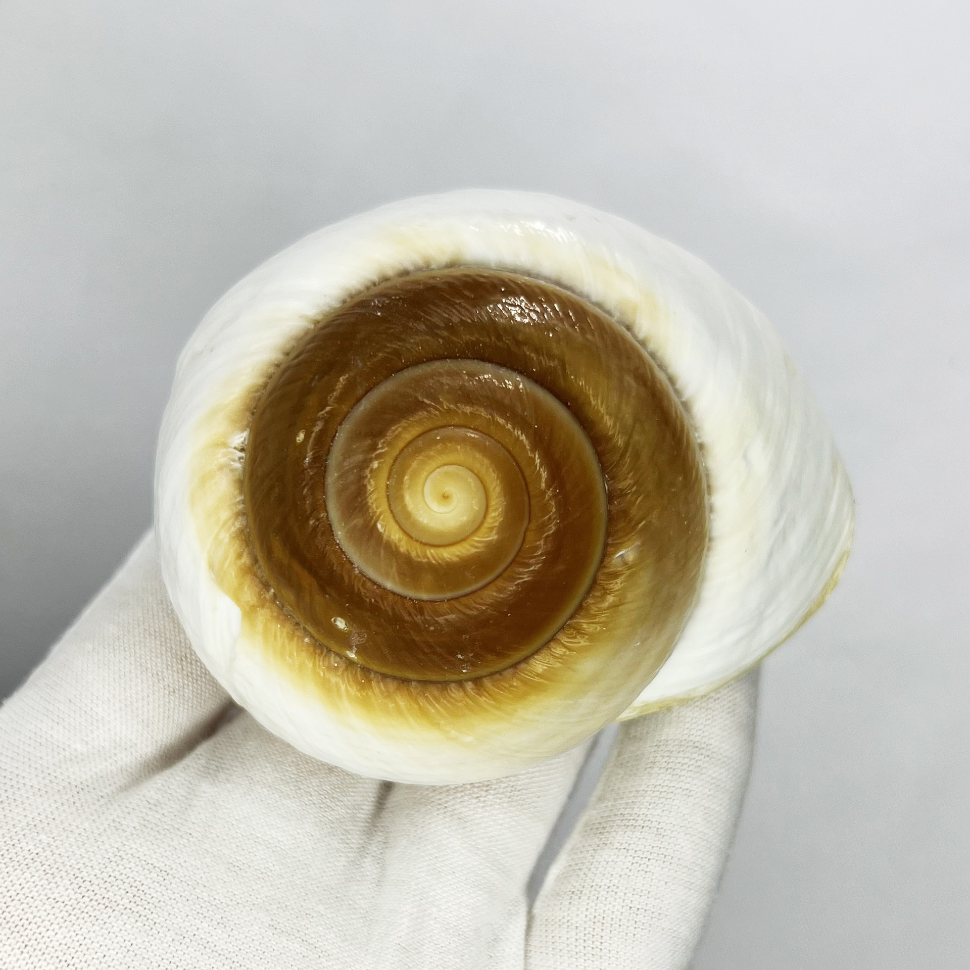 Natural Bulla Shell - Bread Sn - огляд і ціна Marine Aquarium Decorations