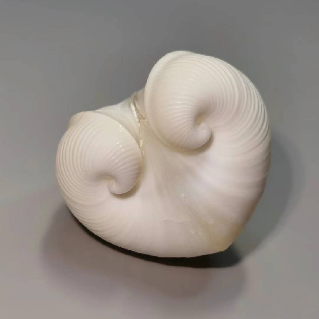 Natural Cardium cardissa Shell - огляд і ціна Marine Aquarium Decorations