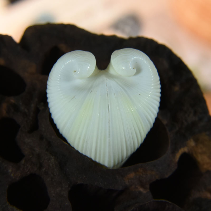 Natural Cardium cardissa Shell - огляд і ціна Marine Aquarium Decorations
