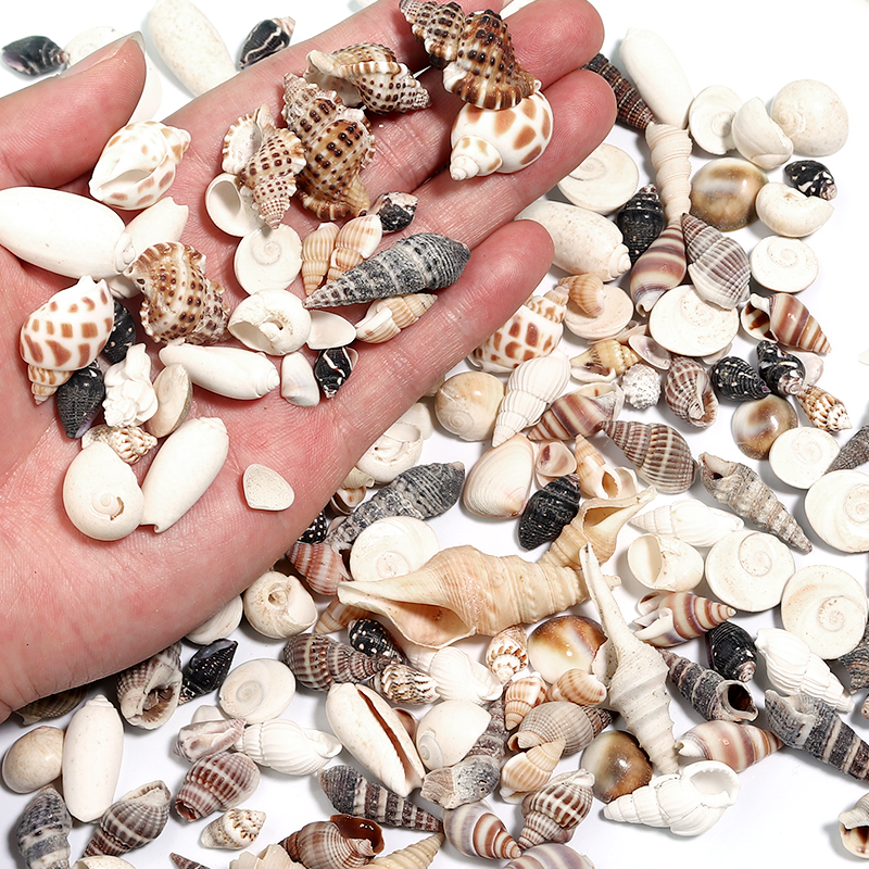 1 Box Sea Shells Spiral Shell  - огляд і ціна Marine Aquarium Decorations